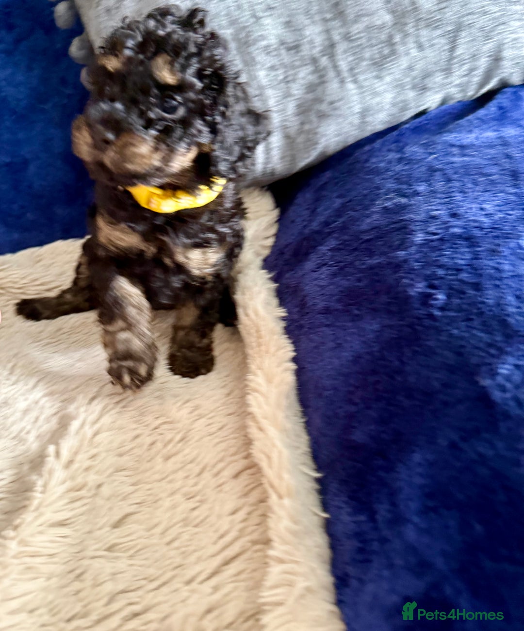 Cavapoo dogs for sale: Adorable F1b toy Cavapoo puppies ready to reserve - Image 10