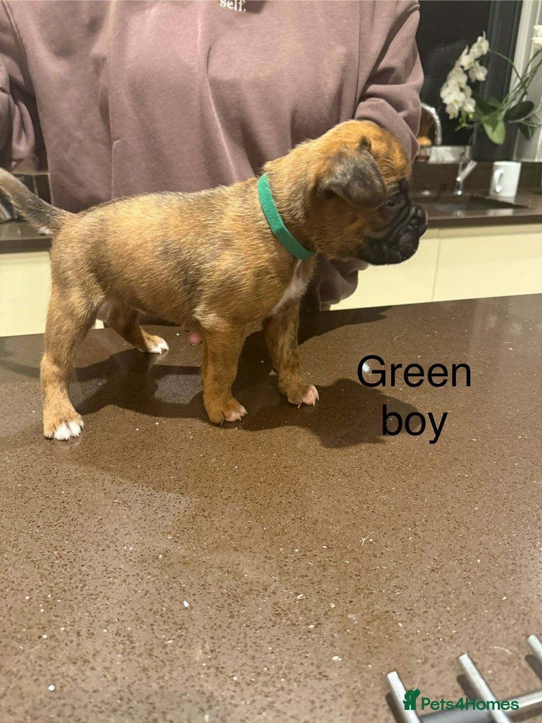 Boxer dogs for sale: Boxer Puppies  - Advert 19