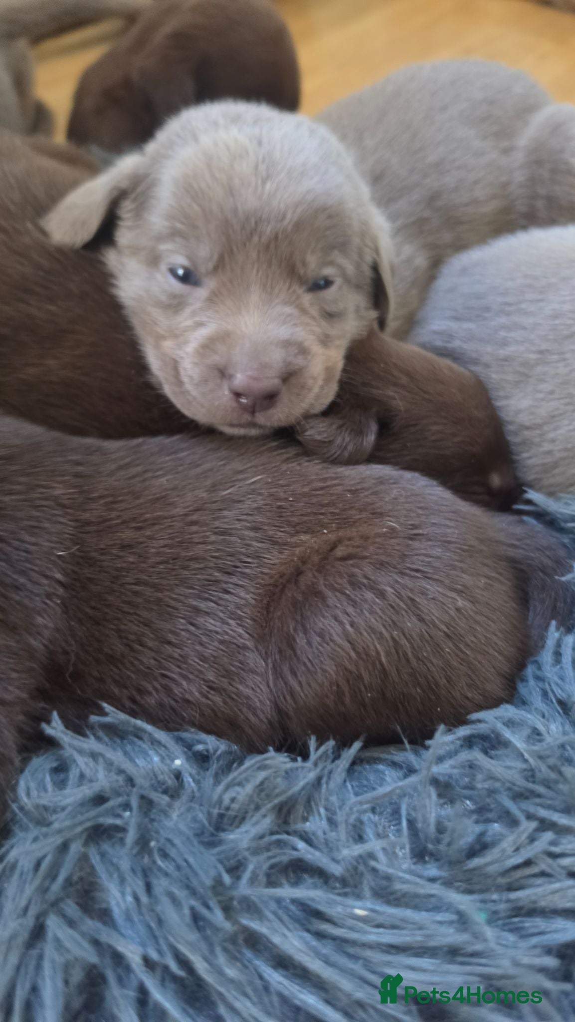 Labrador Retriever dogs Stunning silver and chocolate  - Advert 1