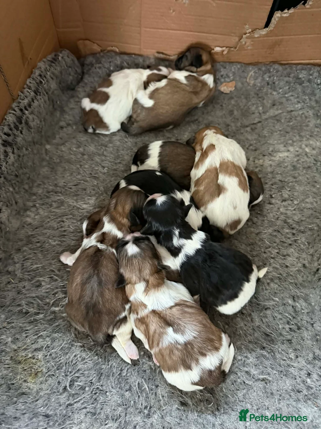 Shih Tzu dogs for sale: Beautiful Shih Tzu  in Manchester - Advert 2