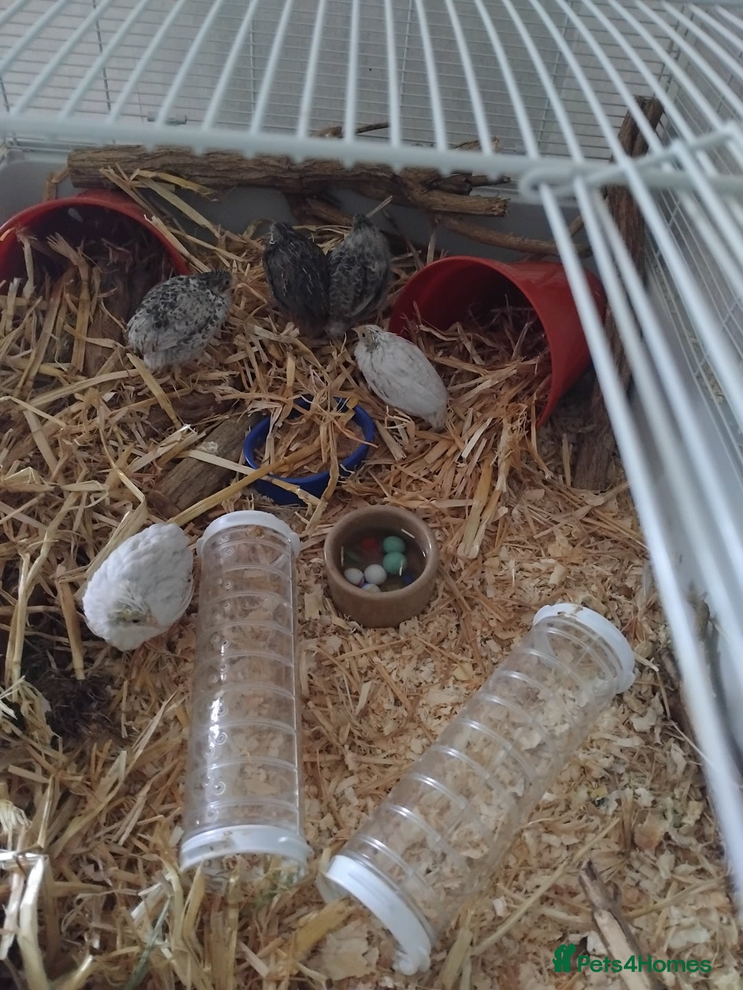 Quail poultry for sale: Chinese painted  quail - Advert 1