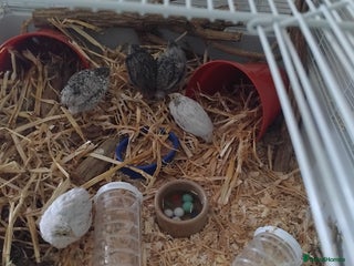 Quail poultry Chinese painted quail - Advert 1