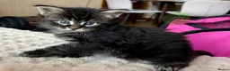 Maine Coon cats for sale: Fluffy Maine Coon Kittens - Advert 26