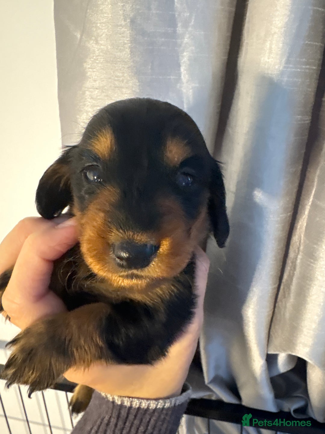 Dachshund dogs for sale: Beautiful dachshunds ready to leave now - Advert 22