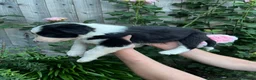 Border Collie dogs for sale: Border collie puppies - Advert 4