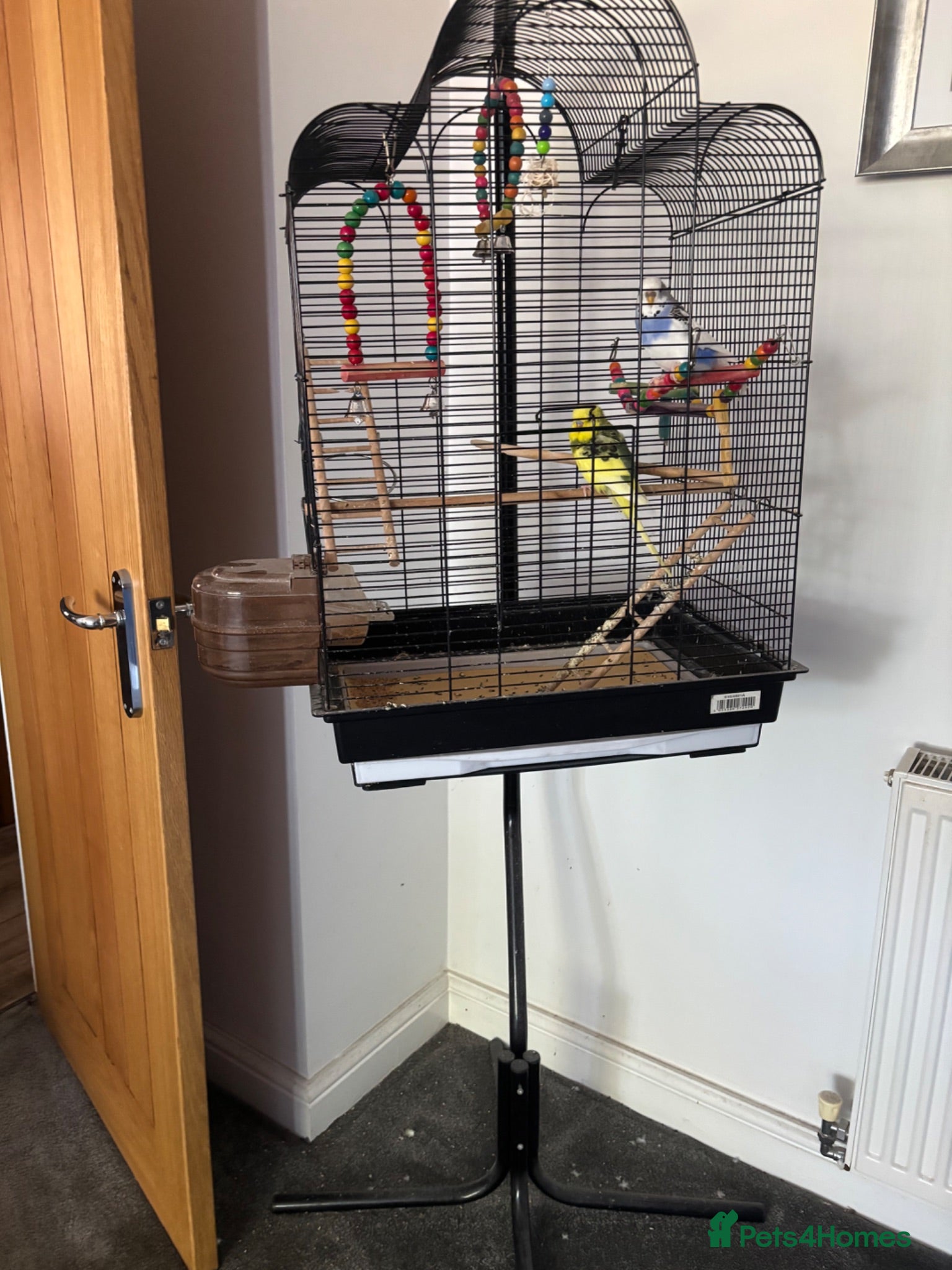Budgerigars birds Budgies and cage  - Advert 3