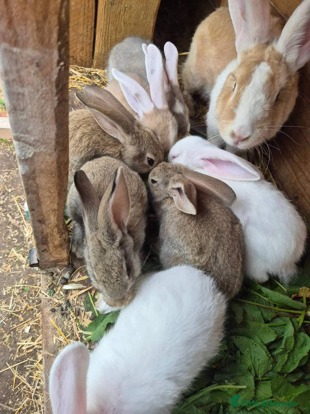 Mixed Breed rabbits for sale: Continetal  giant - Advert 2