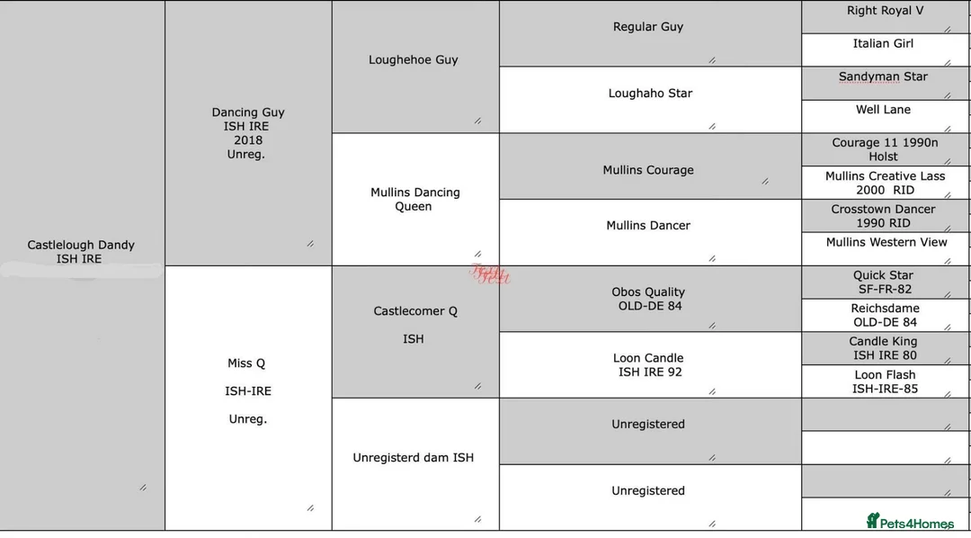 Irish Sports horses for sale: Fantastic opportunity to produce  - Advert 2