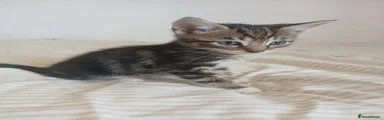 Male tabby