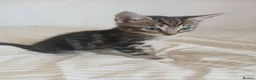 Mixed Breed cats for sale: Tuxedo/Tabby kittens 8 weeks old - Advert 5