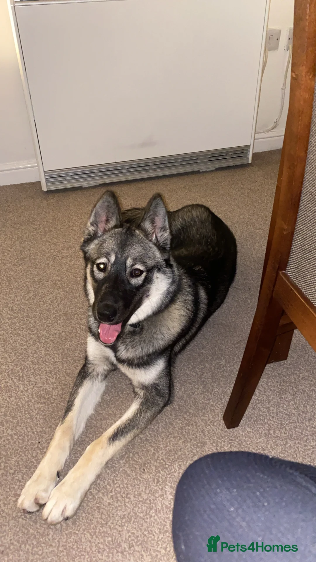 Alaskan Malamute dogs for sale: Alaskan Malamute Female 9 Months Old - Advert 1