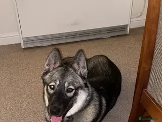 Alaskan Malamute dogs Alaskan Malamute Female 9 Months Old - Advert 15