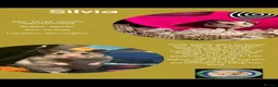 Hamster rodents for sale: Hamsters for adoption  - Advert 4