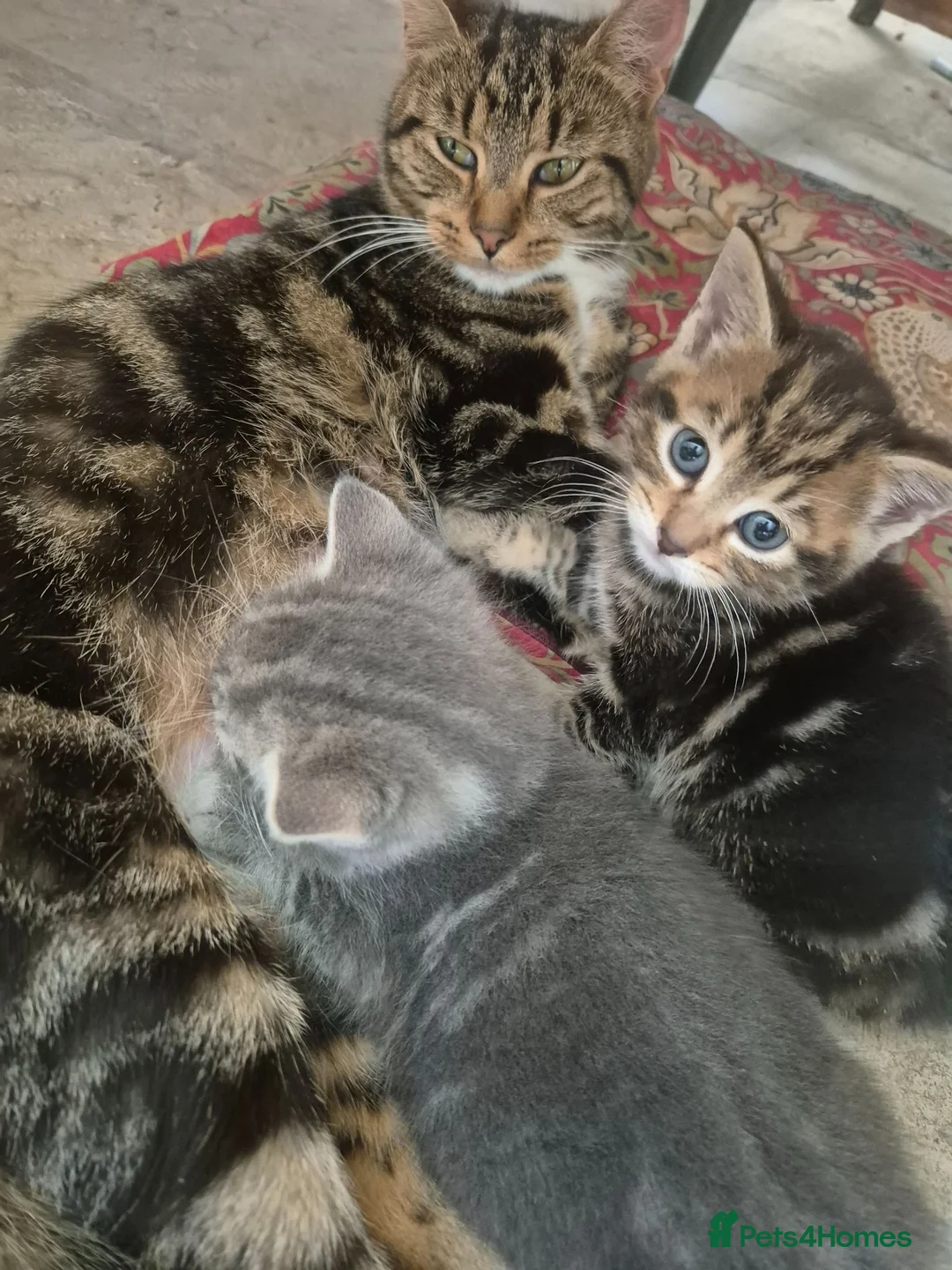 Mixed Breed cats for sale: DARK BROWN TABBY FEMALE LEFT - Advert 1