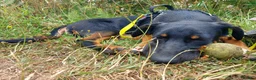Huntaway dogs for adoption: Mungo - Huntaway for Adoption in Bristol - Advert 3