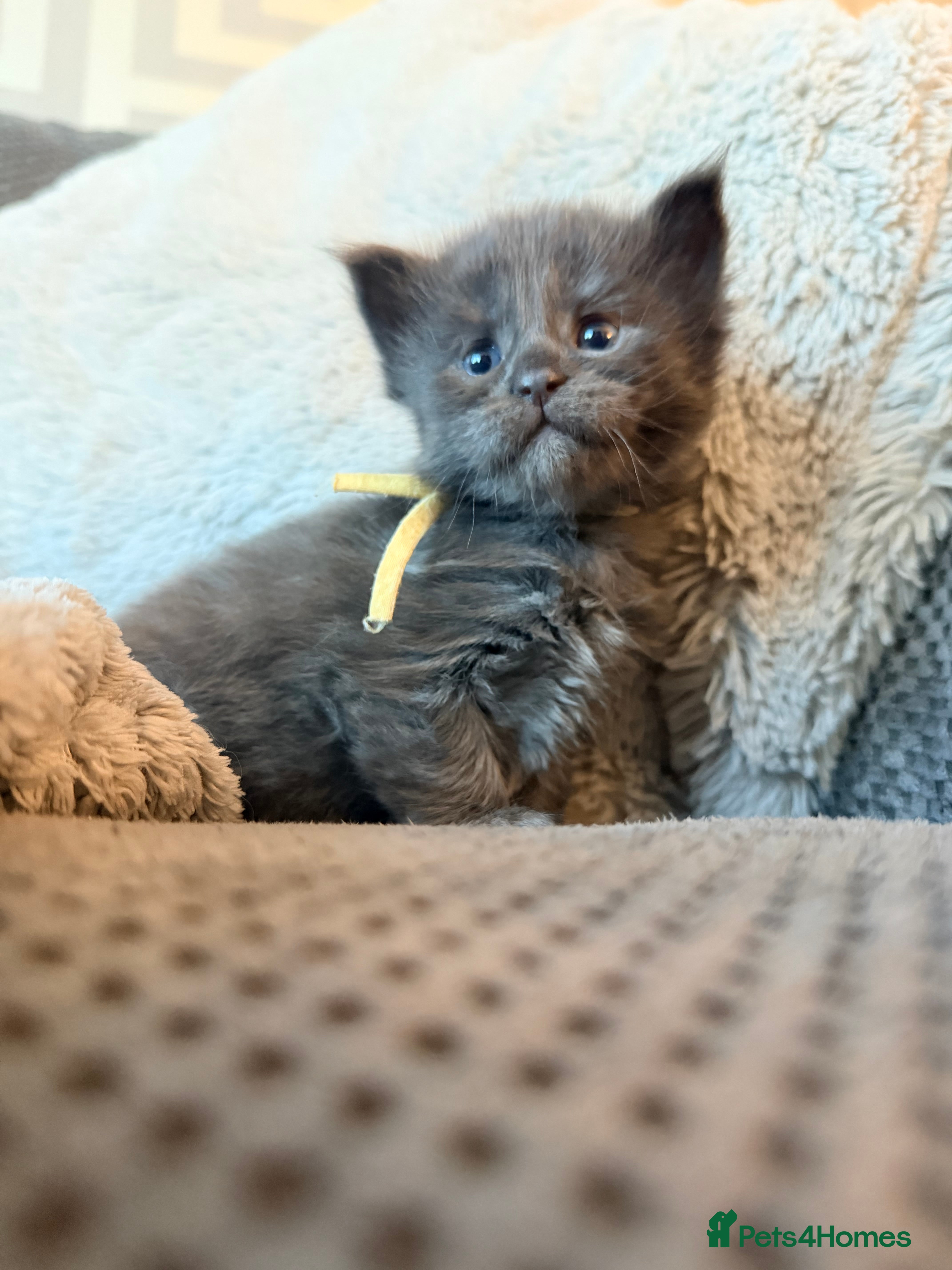 Maine Coon cats Stunning 2 Boys and 1 Girl - Advert 3