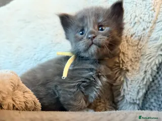 Maine Coon cats Stunning 2 Boys and 1 Girl - Advert 3