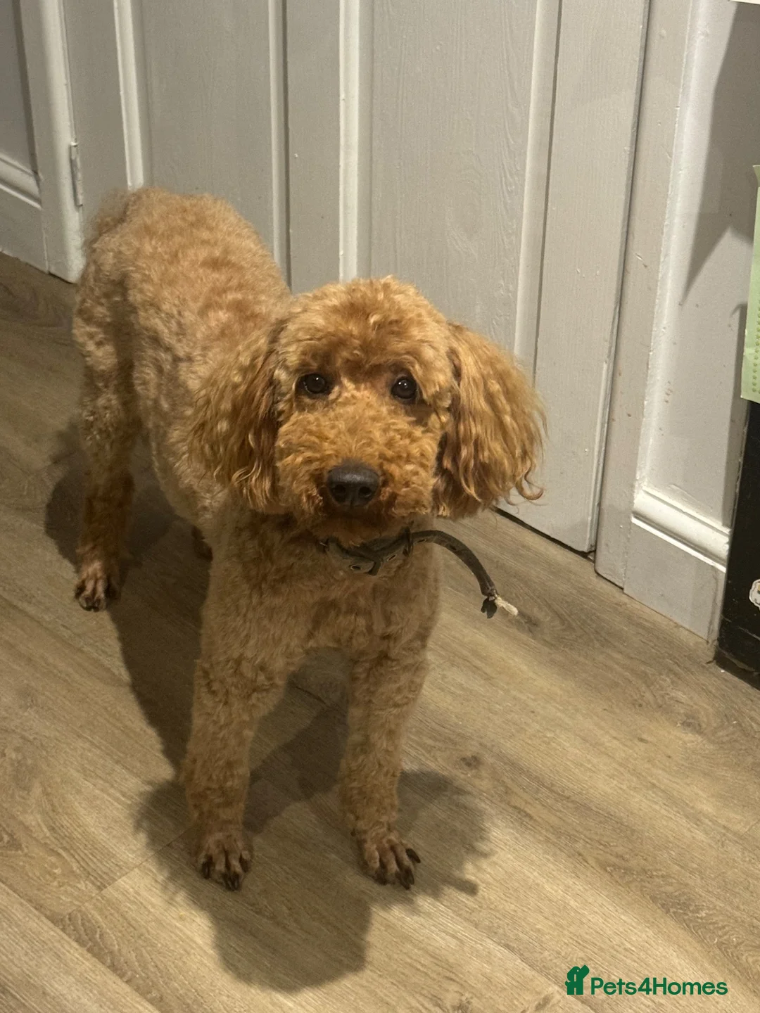 Cavapoo dogs for sale: F1 RED CAVAPOOS HEALTH TESTED KC PARENTS LICENSED  - Advert 23