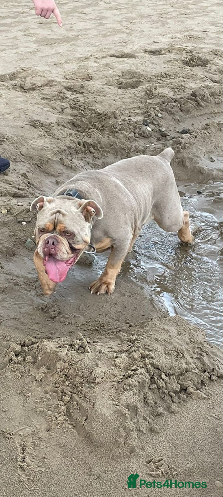 Old Tyme Bulldog dogs Family Friendly Old Tyme Bulldog - Advert 6