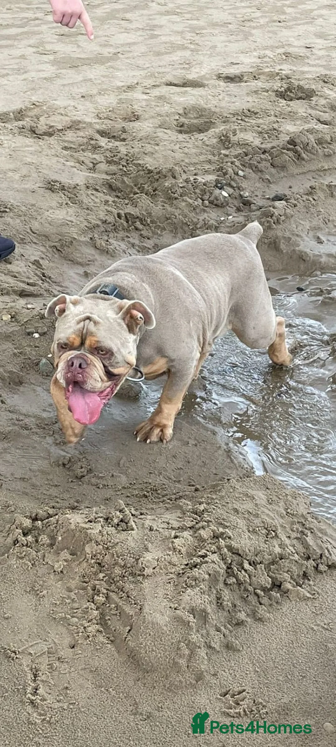 Old Tyme Bulldog dogs for sale: Family Friendly Old Tyme Bulldog in Doncaster - Advert 1