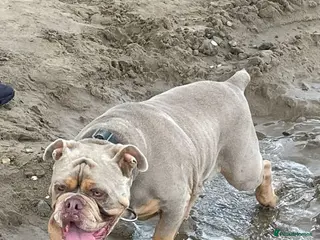 Old Tyme Bulldog dogs Family Friendly Old Tyme Bulldog - Advert 3