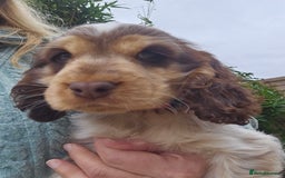 Cocker Spaniel dogs for sale: Sable Show Cocker spaniel Puppies ready now - Image 1