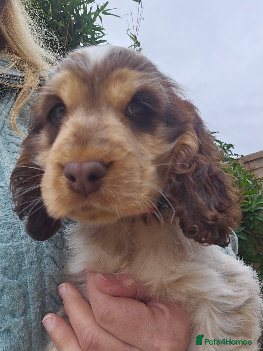 Cocker Spaniel dogs for sale: Sable Show Cocker spaniel Puppies ready now - Image 1