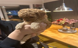 Toy Poodle dogs for sale: Stunning KC reg toy poodles  - Image 2