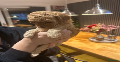 Toy Poodle dogs - Advert 7
