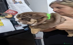 English Bulldog dogs for sale: Forever homes  - Image 19