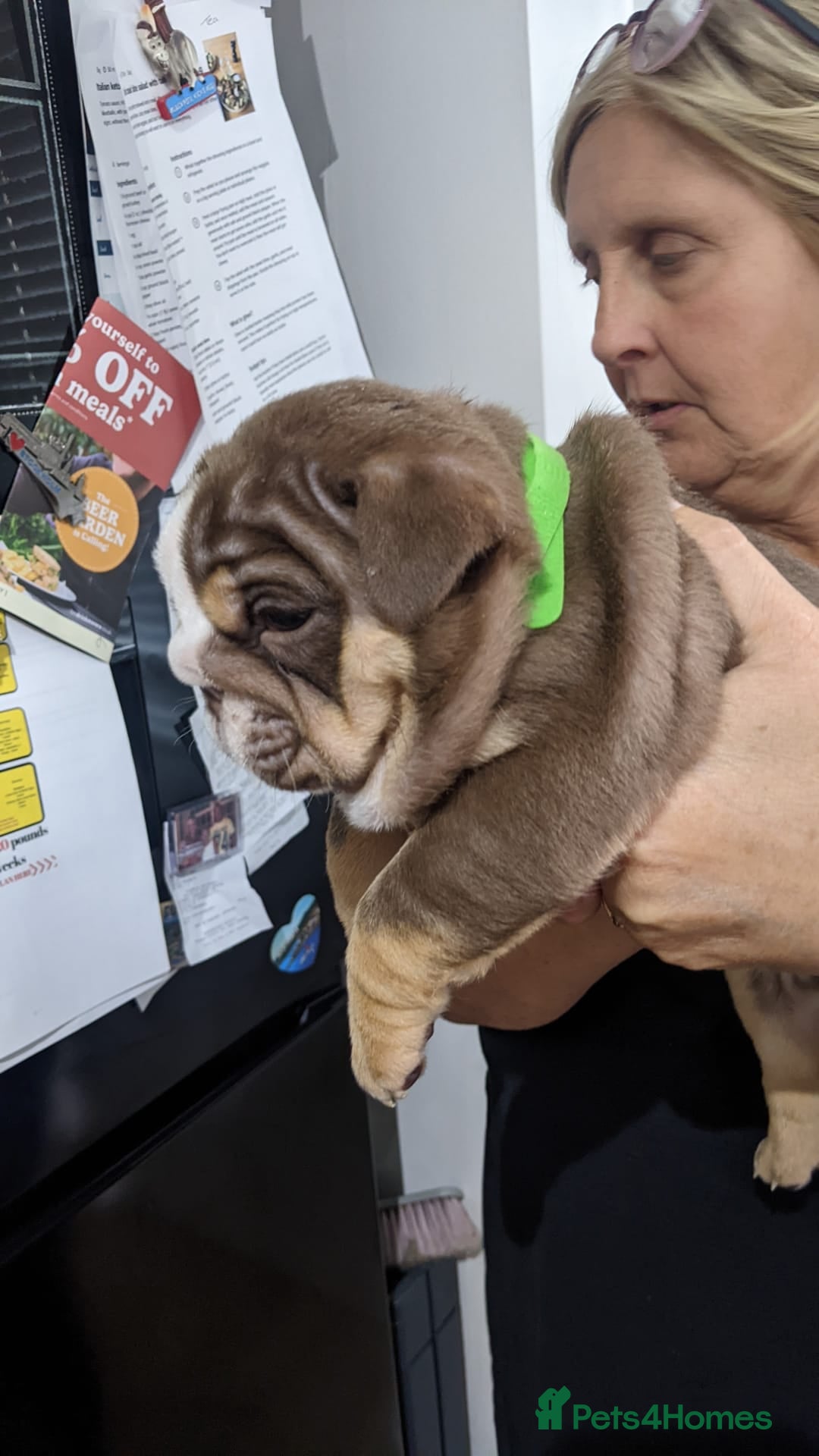 English Bulldog dogs for sale: Forever homes  - Image 19