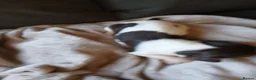 English Springer Spaniel dogs for sale: Springer spaniel - Advert 6