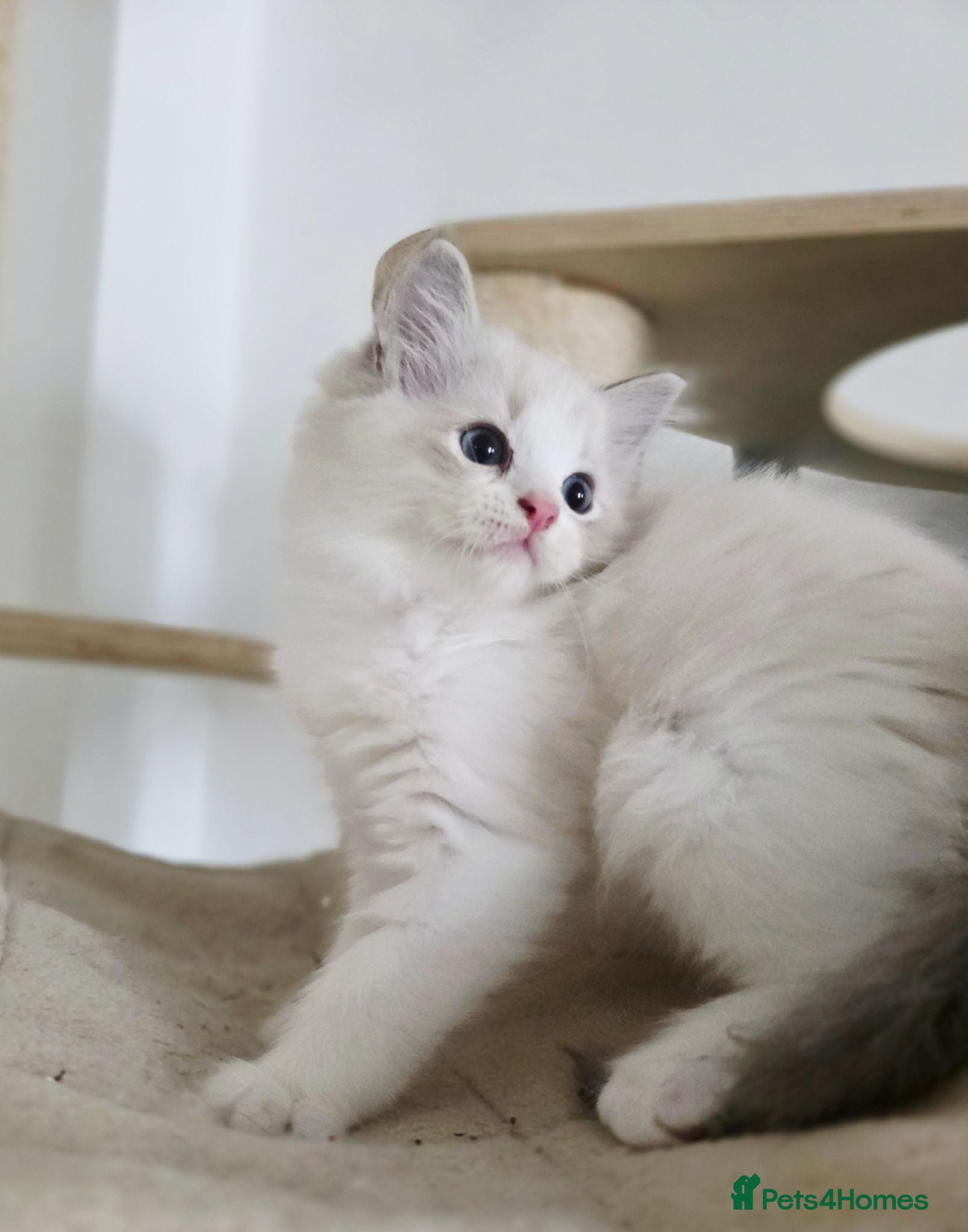 Ragdoll cats 3 European babies. Champion lines. Tica registered - Advert 2
