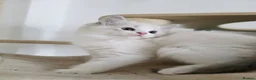 Ragdoll cats for sale: 3 European babies. Champion lines. Tica registered - Advert 2