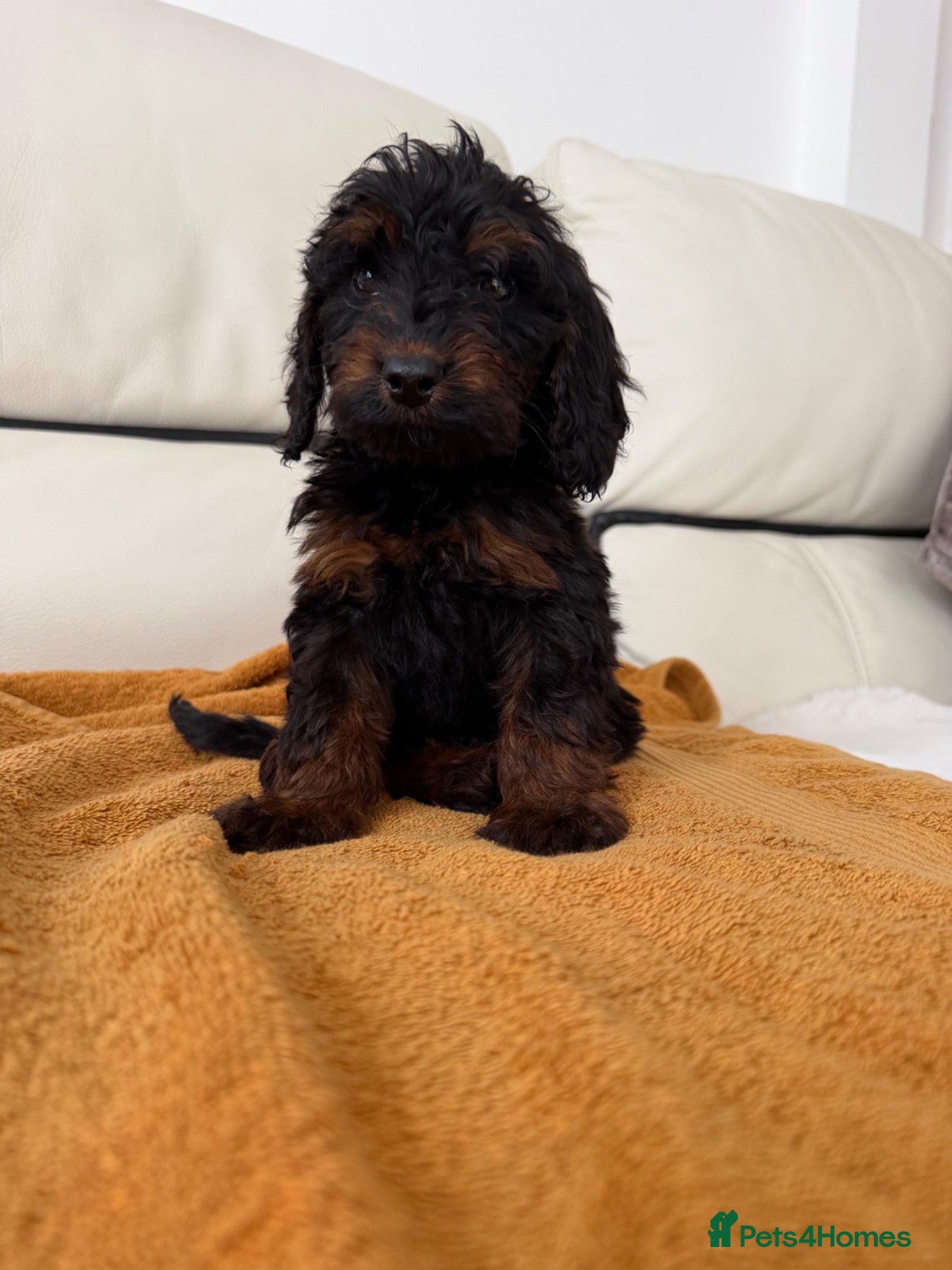 Cockapoo dogs Cockapoos ready now  - Advert 2