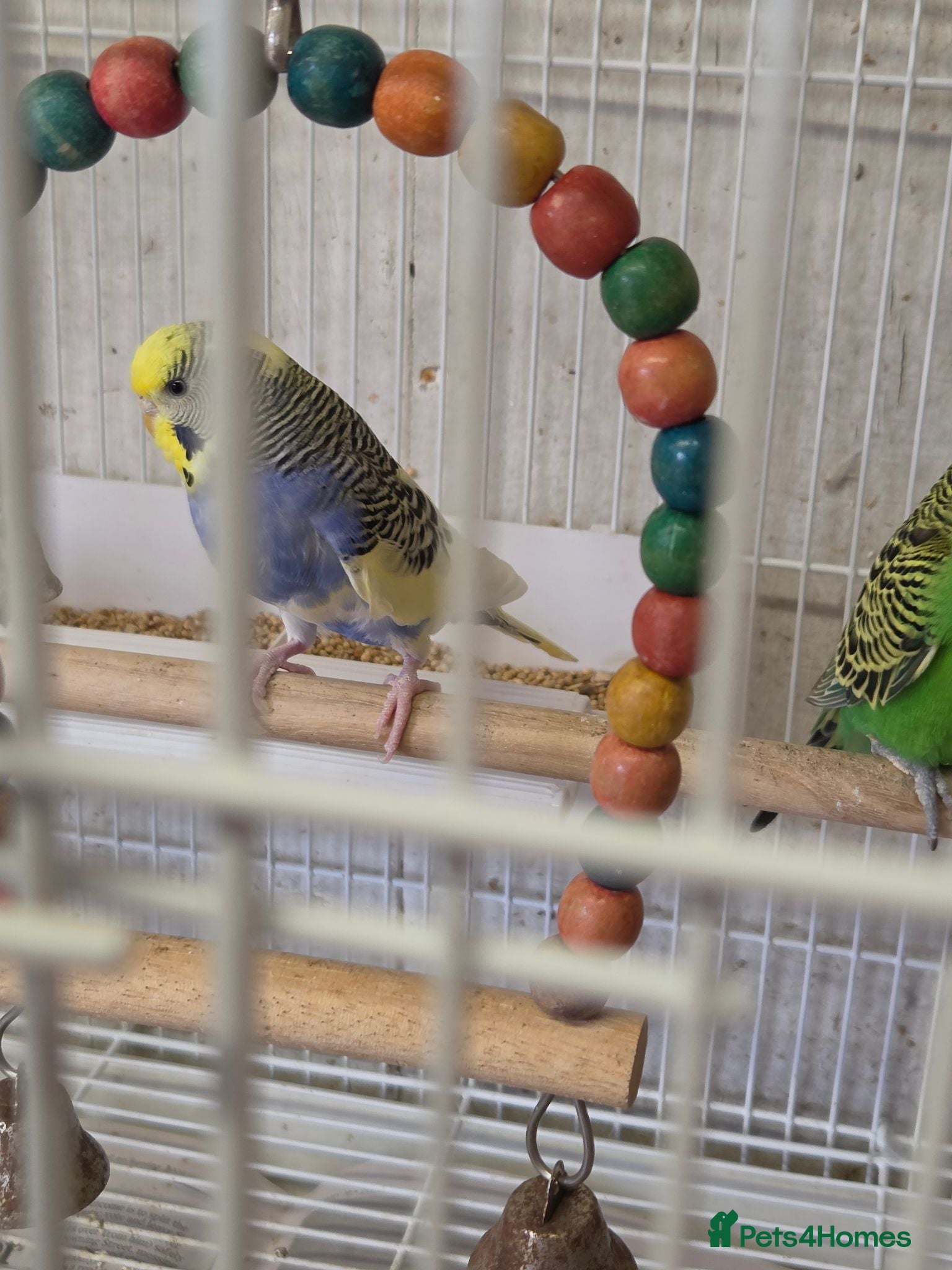 Budgerigars birds Breeding pair Budgies  - Advert 1