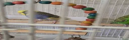 Budgerigars birds for sale: Breeding pair Budgies  - Advert 1