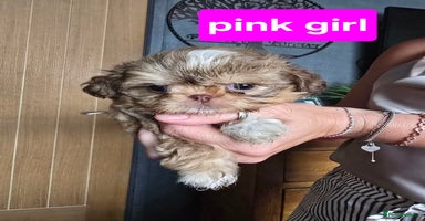 Shih Tzu dogs - Advert 3