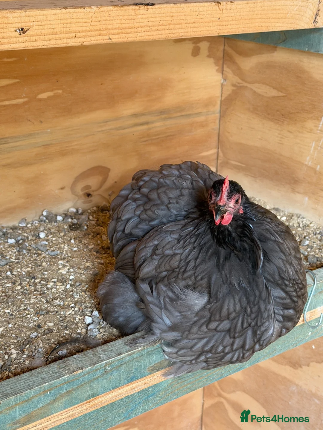 Chickens poultry for sale:  chickens  - Advert 2