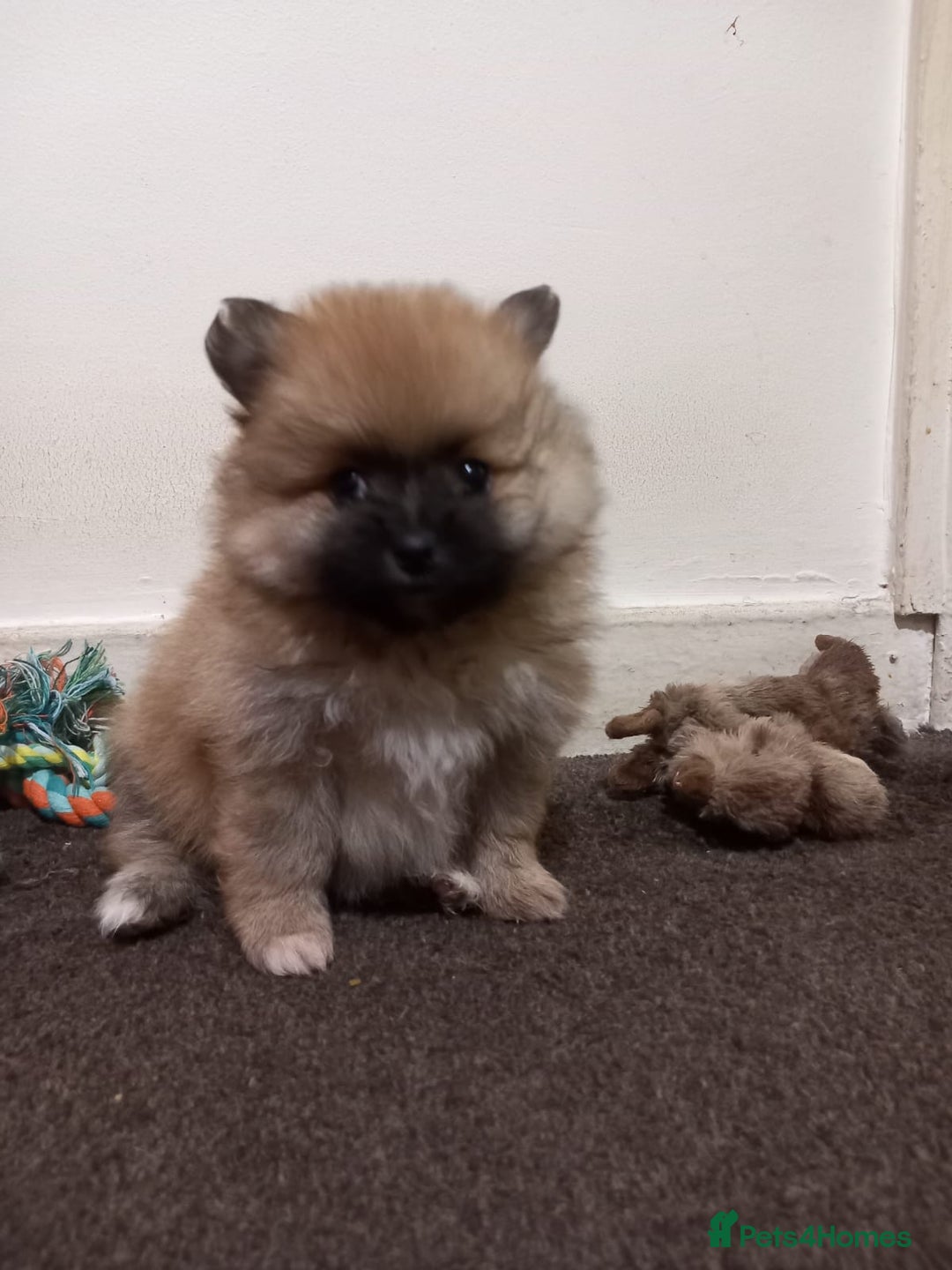 Pomeranian dogs for sale: Pomeranian puppy  - Advert 16