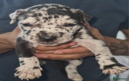 Mixed Breed dogs for sale: Top level Crossbreed pups - Image 18