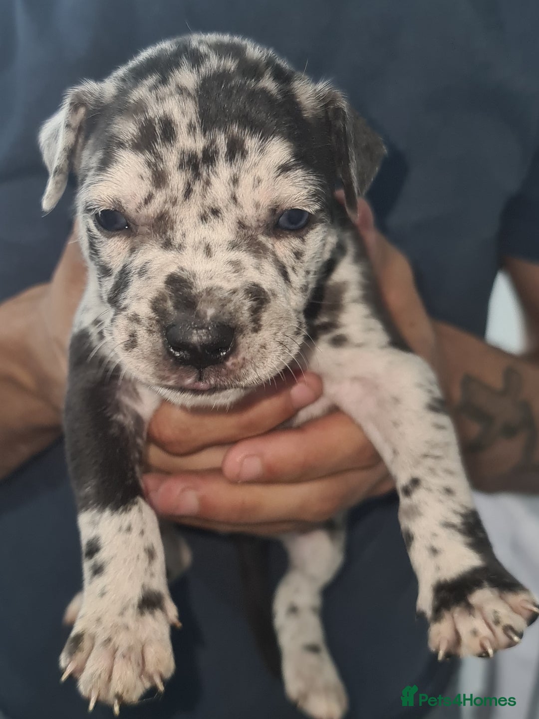 Mixed Breed dogs for sale: Top level Crossbreed pups - Image 18