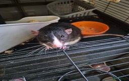 Rat rodents for sale: 2 male dumbo rats need rehoming!! - Image 8