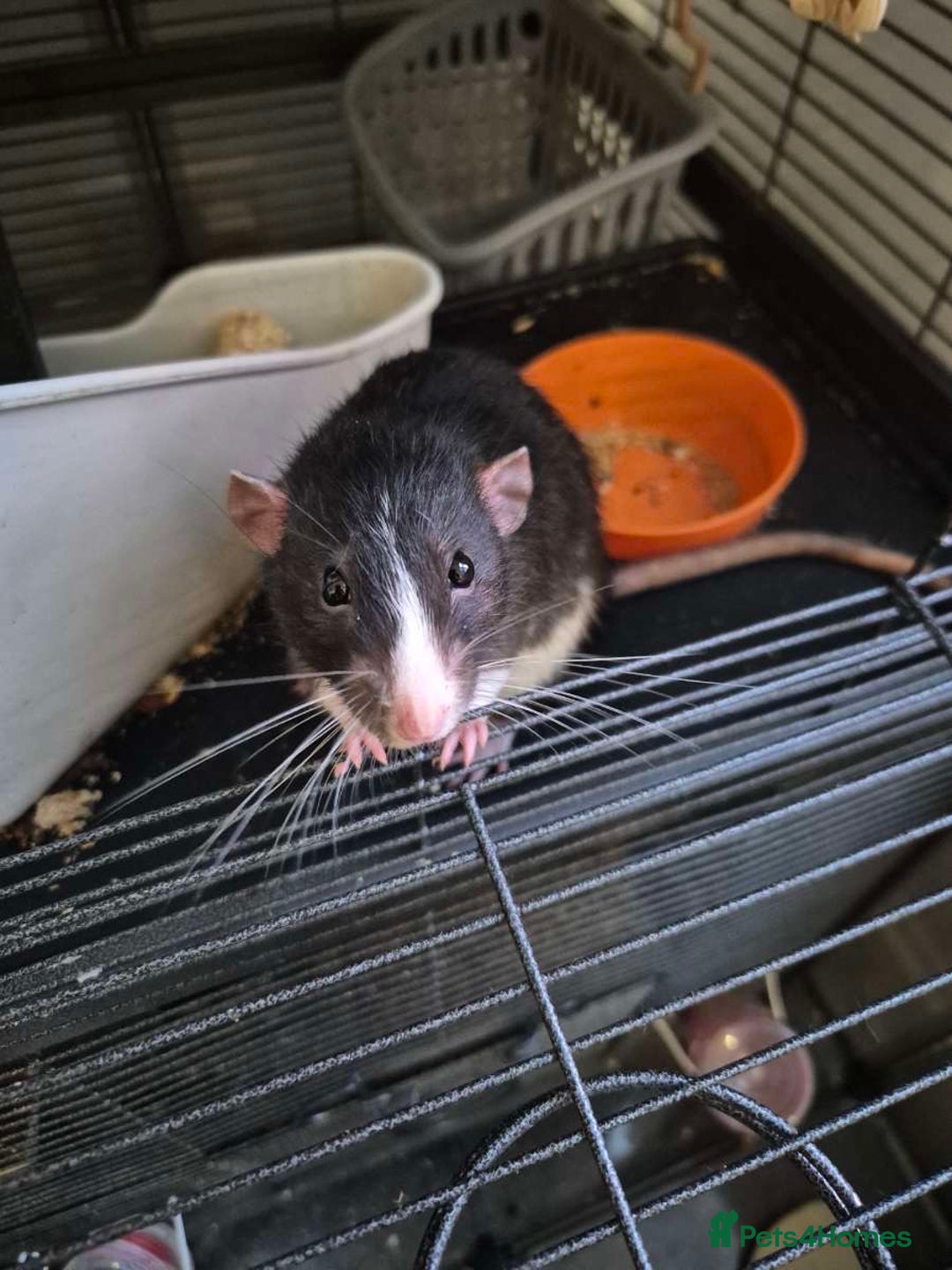 Rat rodents for sale: 2 male dumbo rats need rehoming!! - Image 8