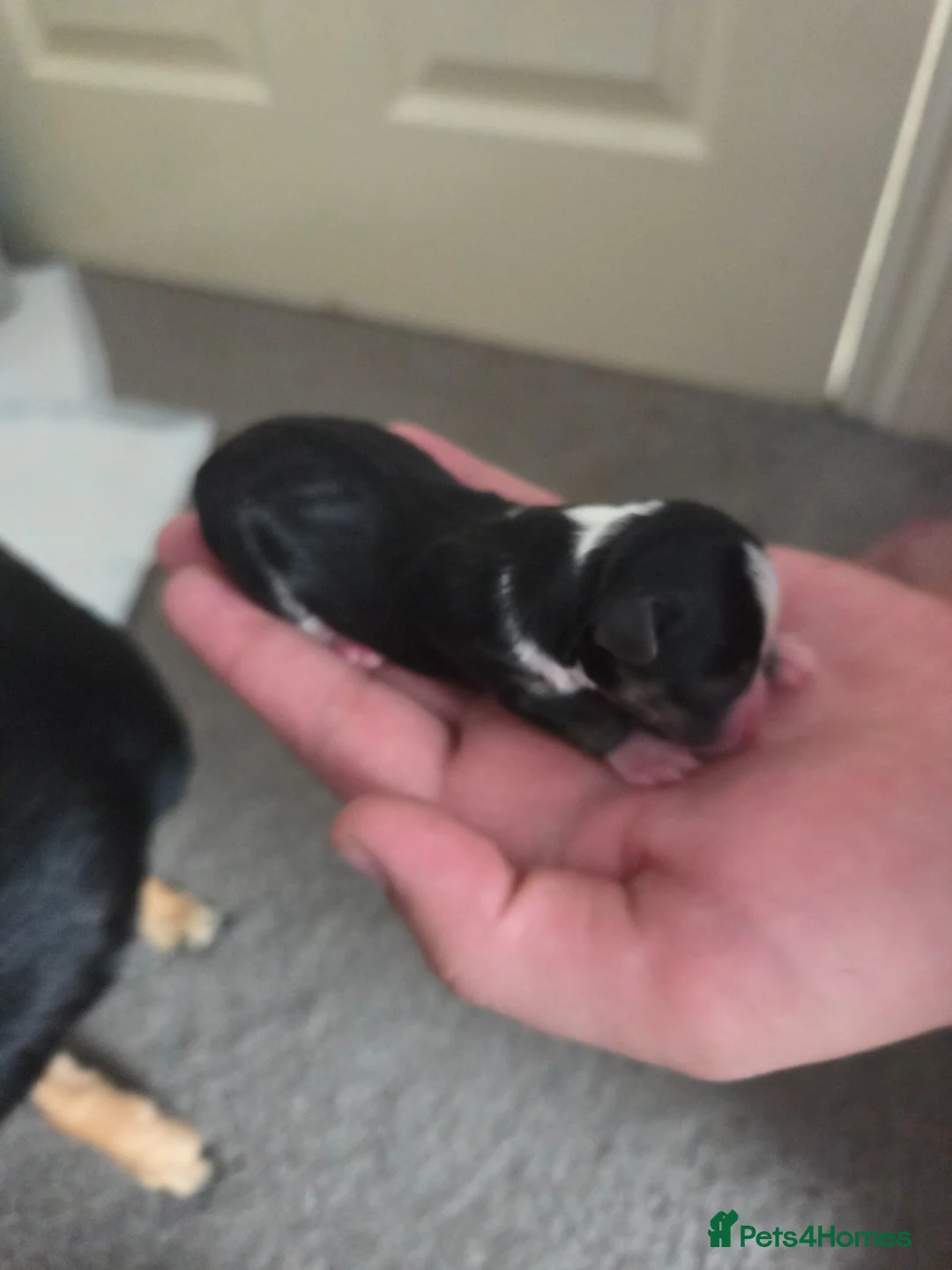 Jack Chi dogs for sale: Chihuahua cross Jack Russel - Advert 2