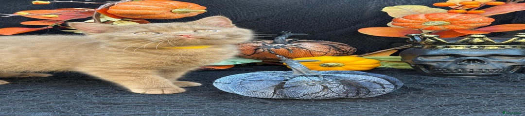 British Shorthair Kitten 5