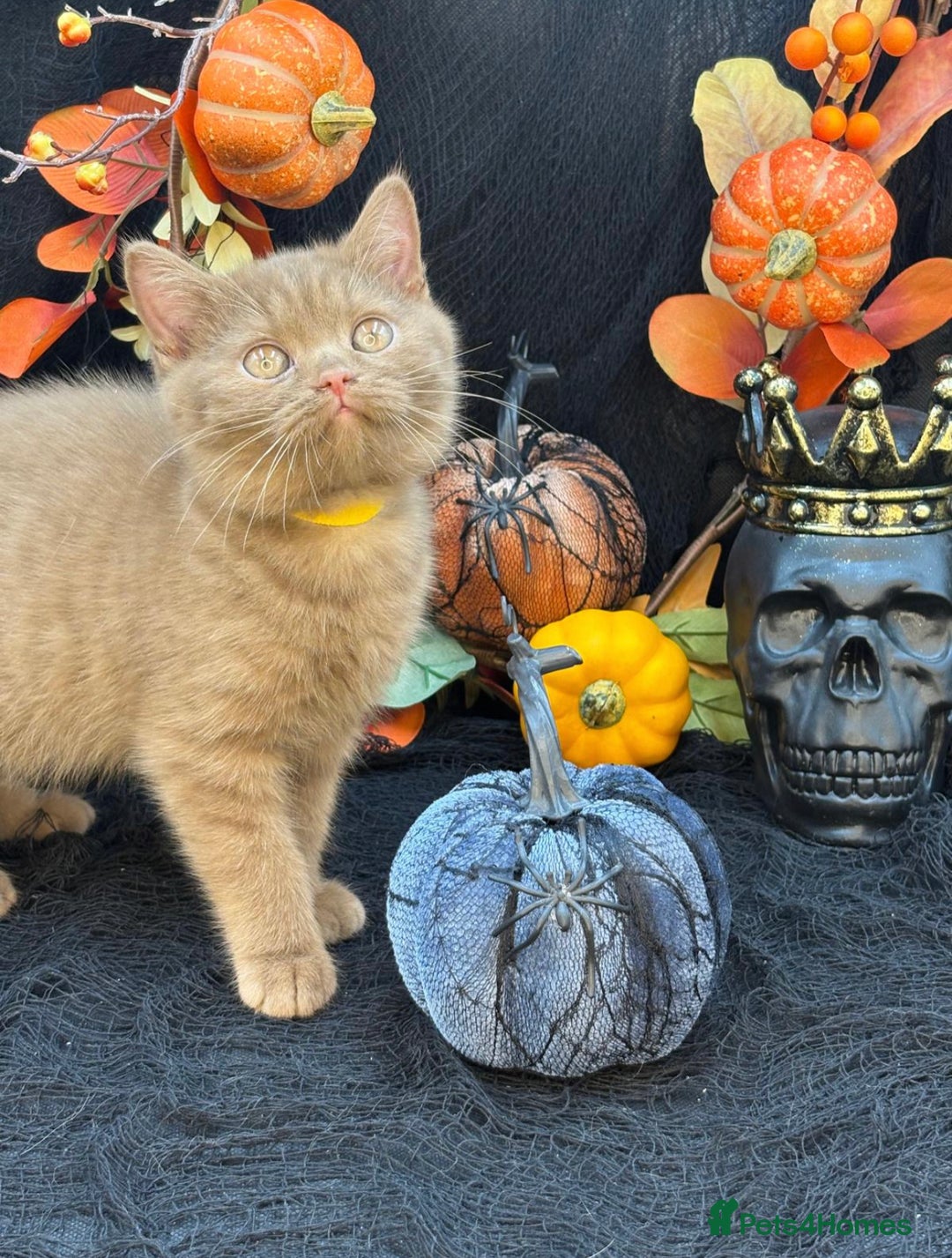 British Shorthair cats for sale: British shorthair kittens  - Image 18