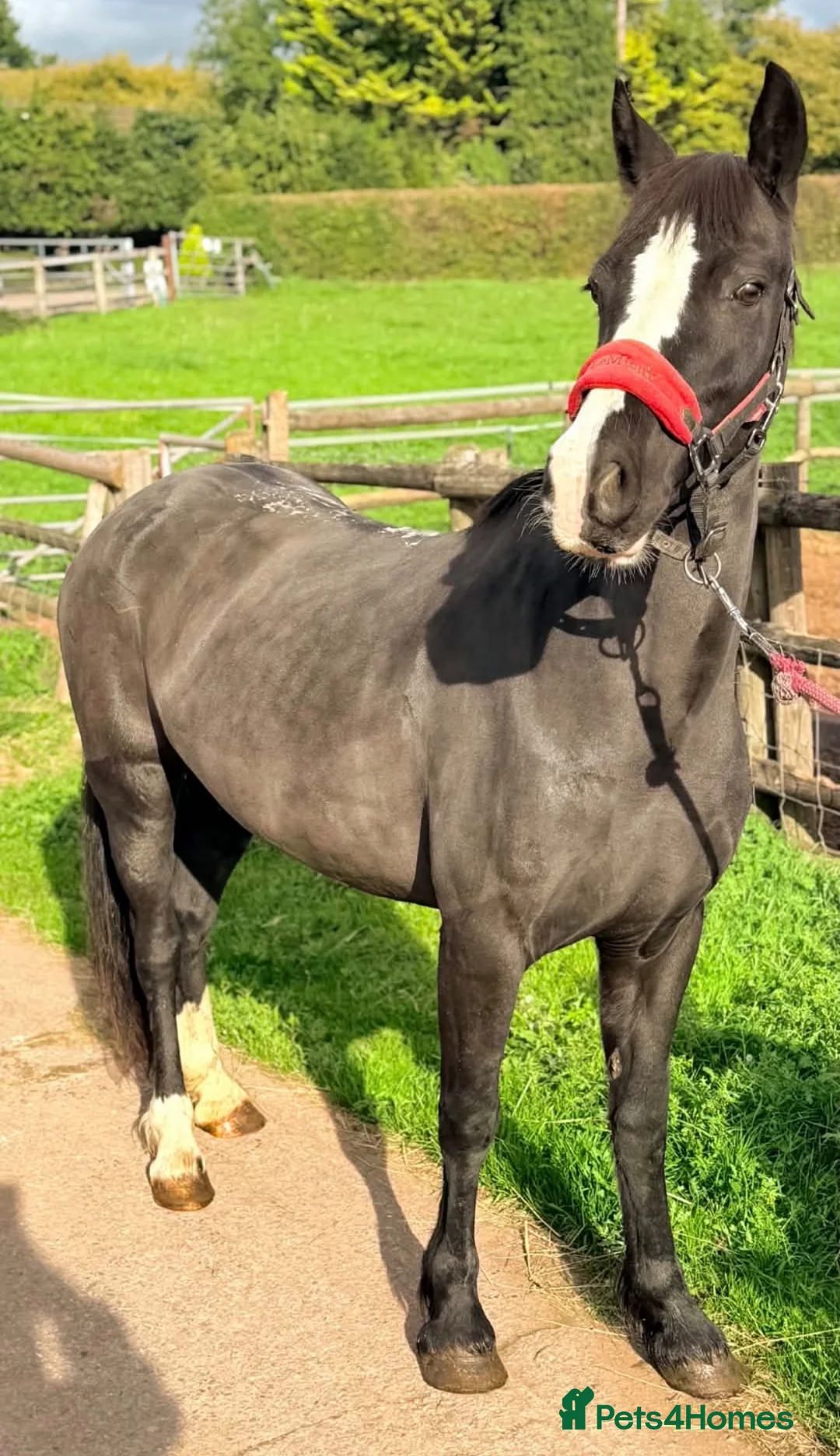 Welsh Section D horses for sale: Super Welsh Project  - Advert 1