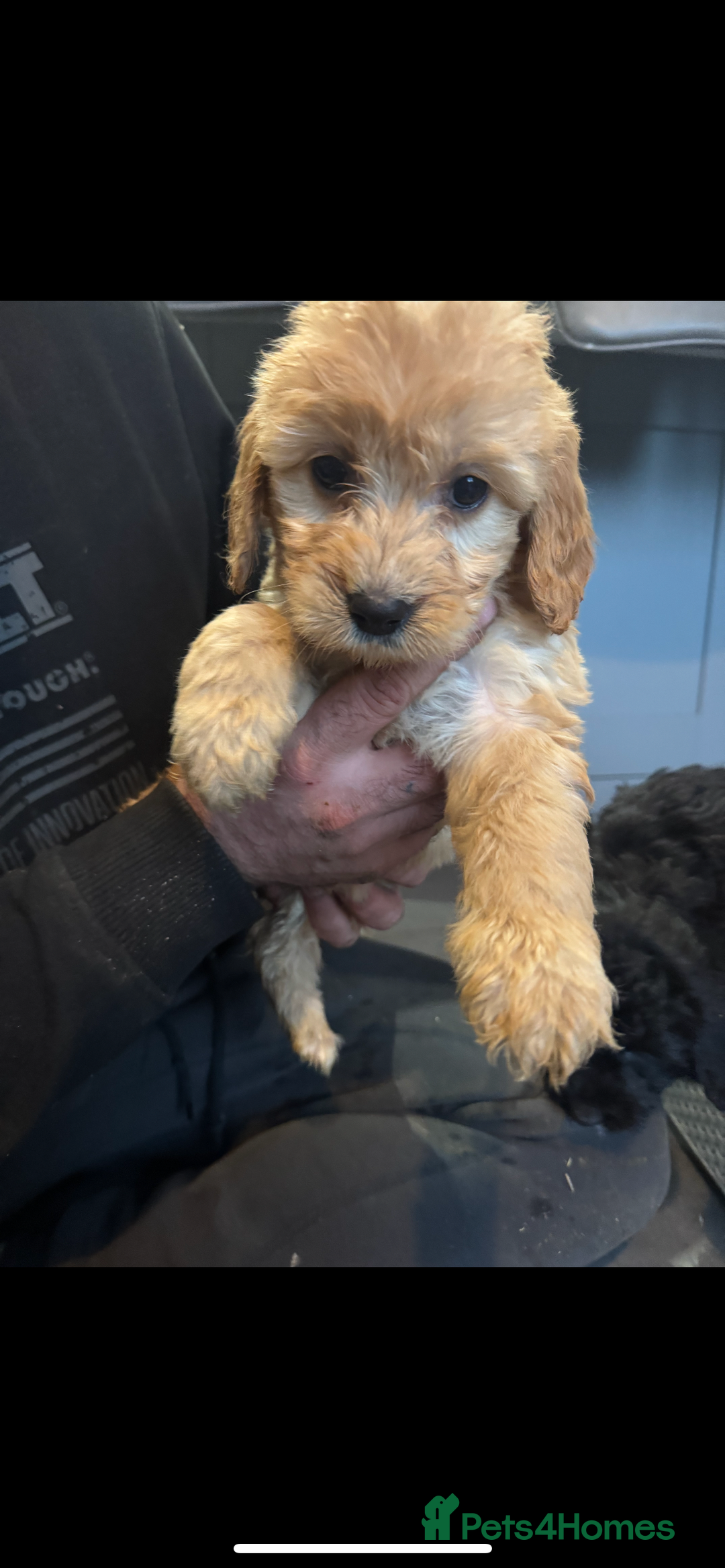 Cockapoo dogs for sale: F1 cockapoos  - Advert 4