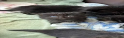 Ragdoll cats for sale: Beautiful Ragdoll x Siberian Kittens - Advert 7